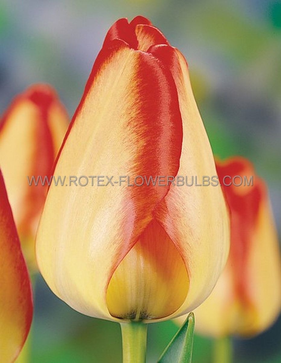 Bulb Tulip American Dream