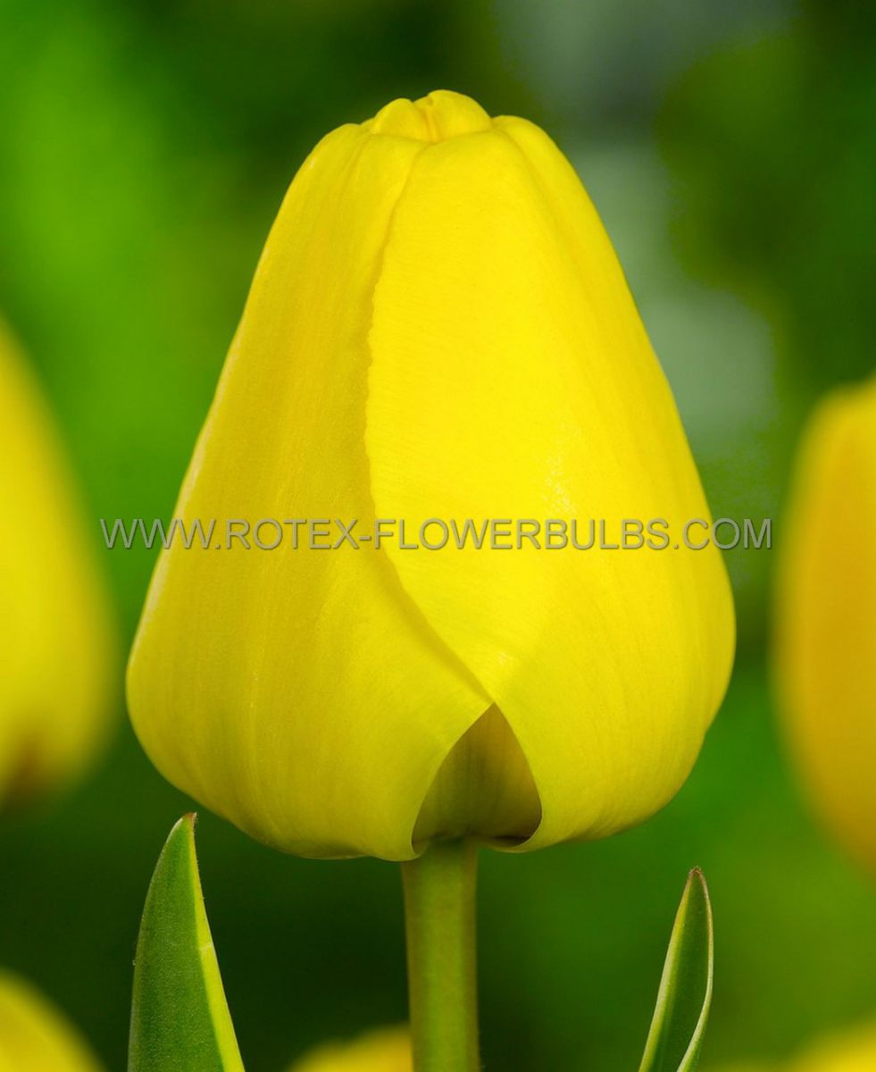 Bulb Tulip Golden Parade