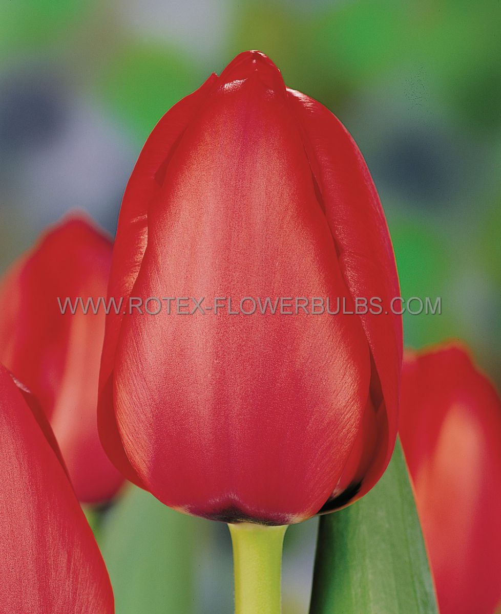 Bulb Tulip Red Impression