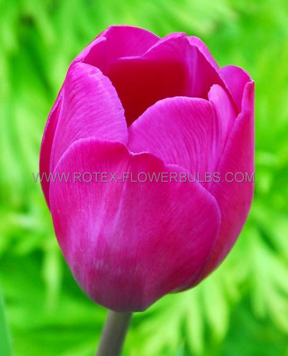 Bulb Tulip Blue Beauty