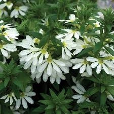 Scaevola White (4.5 Pot)