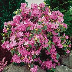 PJM Compact Rhododendron 1 Gallon - Cold-Hardy Lavender-Pink Rhododendron