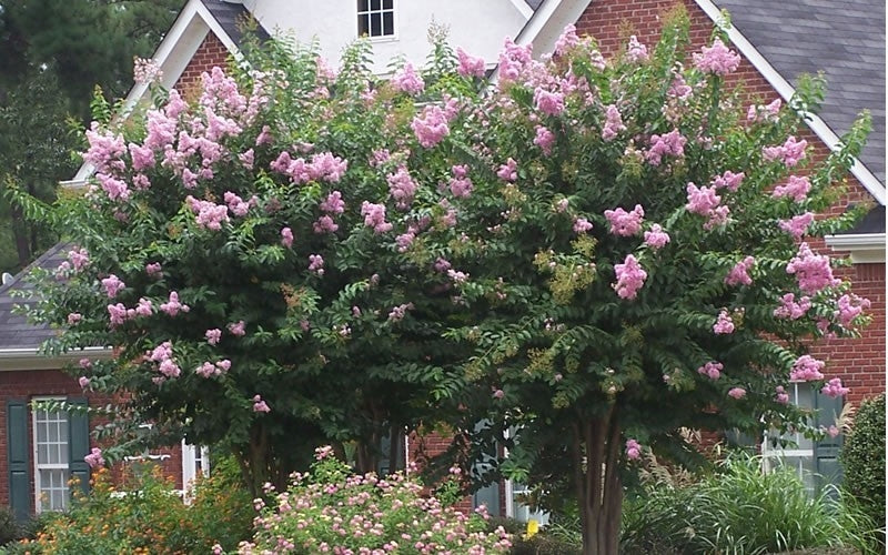 fast growing trees lavender Muskogee Crape Myrtle (15 Gallon)
