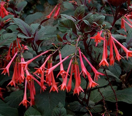 fuchsia plant pot Fuchsia Gartenmeister (4.5" Pot) - Orange-Red Hummingbird Flowers