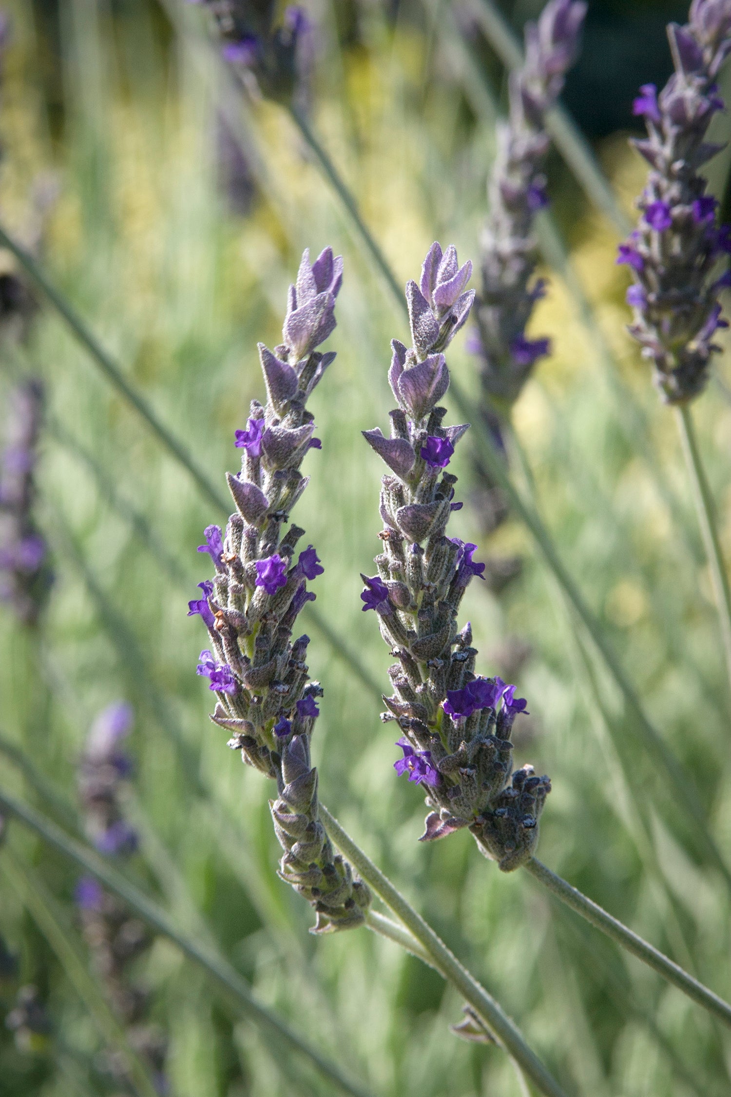 fragrant lavender plants Lavender Goodwin Creek (4" Pot) - Heat-Tolerant Purple Fragrant Herb
