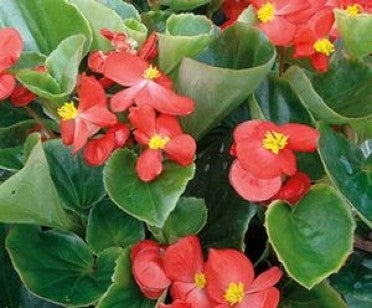 Begonia Ambassador Scarlet (Green Leaf) (6-06 Pack)