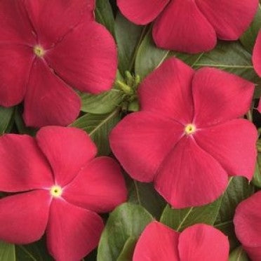 Vinca Pacifica Really Red (6-06 Pack)