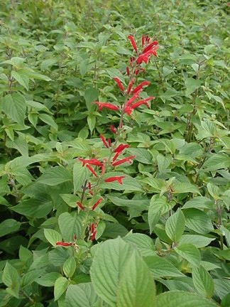 where to buy pineapple sage plants Sage Pineapple (4" Pot) - Pineapple-Scented Red Hummingbird Flowers