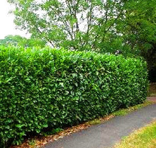 Load image into Gallery viewer, prunus laurocerasus 'schipkaensis' SCHIP LAUREL