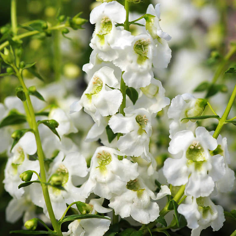 Angelonia Serena White (4.5" Pot) – Needham’sNursery