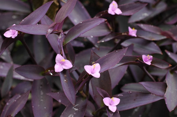 Setcreasea Purple Queen (4