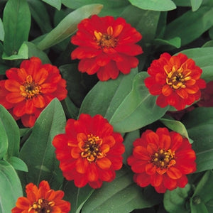 Zinnia Profusion Double Fire (6-06 Pack)
