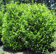 Load image into Gallery viewer, prunus laurocerasus 'schipkaensis' SCHIP LAUREL