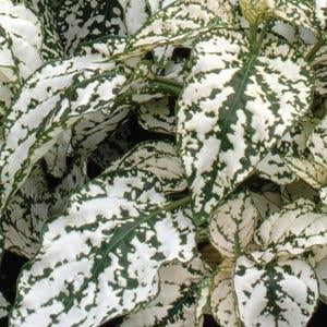 hypoestes plant Hypoestes Confetti White (6-06 Pack) - Polka Dot Plant