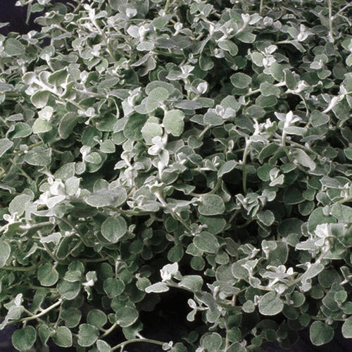 licorice plant hanging basket Helichrysum Licorice White