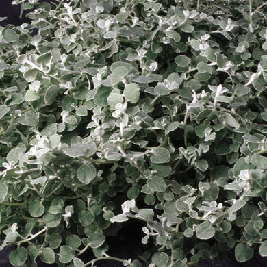 Helichrysum Licorice White (4