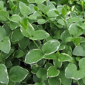 green vine plants for pots Vinca Vine Variegated (4" Pot)