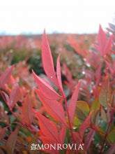 Load image into Gallery viewer, nandina domestica 'gulf stream' GULF STREAM HEAVENLY BAMBOO