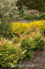 Load image into Gallery viewer, nandina domestica 'gulf stream' GULF STREAM HEAVENLY BAMBOO