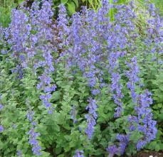 Catmint (4")