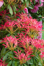 Load image into Gallery viewer, pieris japonica &#39;mountain fire&#39; MOUNTAIN FIRE ANDROMEDA