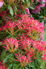 Load image into Gallery viewer, pieris japonica 'mountain fire' MOUNTAIN FIRE ANDROMEDA