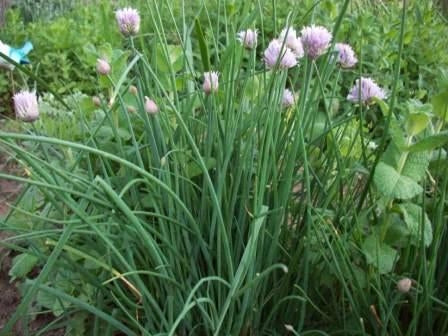 Chives Onion (4