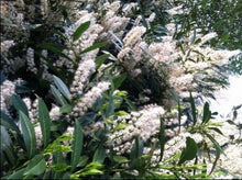 Load image into Gallery viewer, prunus laurocerasus 'schipkaensis' SCHIP LAUREL