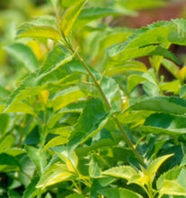 Load image into Gallery viewer, forsythia intermedia x ‘lynwood gold’ LYNWOOD GOLD FORSYTHIA
