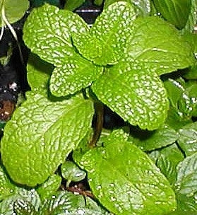 Mint Spearmint (4