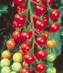 Tomato Super Sweet 100 (12-04 Pack) - Sweet Cherry Tomatoes
