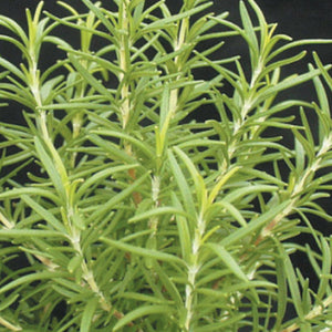 Rosemary Barbeque (4")