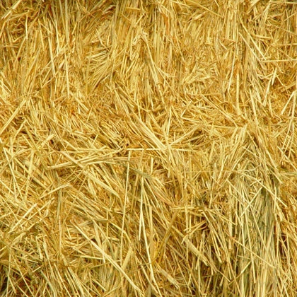 Wheat Straw