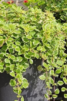 Plectranthus Variegata