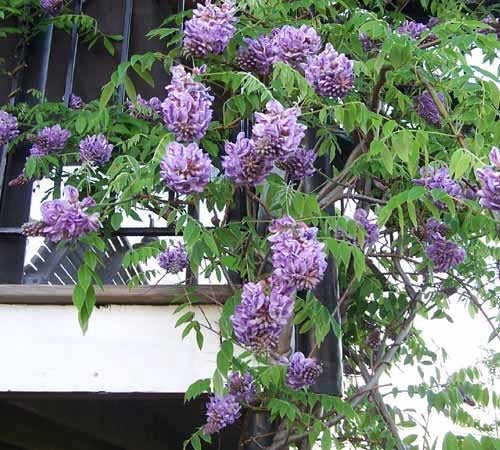 wisteria amethyst WISTERIA AMETHYST FALLS (5 gallon) wisteria 'americanum' – Needham'sNursery
