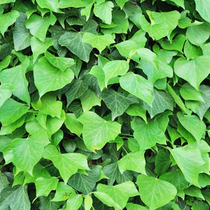 Hedera Algerian Ivy (4" Pot)