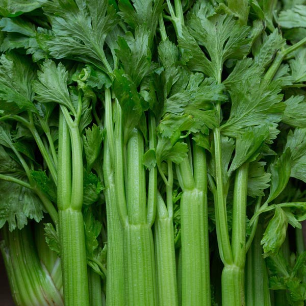 Celery Tango (12-04 Pack) (Shipped)