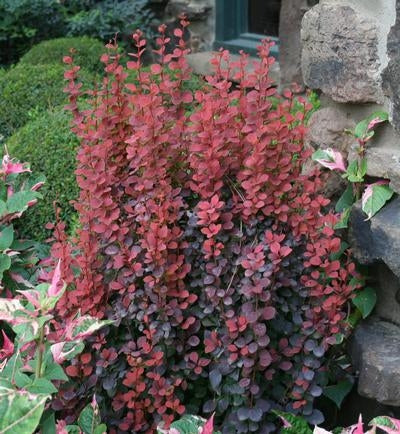 Orange Rocket Barberry - Columnar Deer-Resistant Shrub