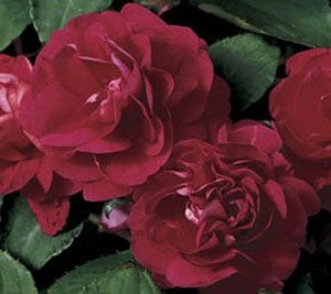 Silhouette Cherry Red Double Impatiens