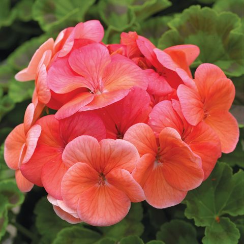 Geranium Pinto Salmon (4" Pot)
