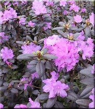 Load image into Gallery viewer, rhododendron ‘PJM compacta’ PJM COMPACT RHODODENDRON