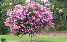 Load image into Gallery viewer, lagerstromia indica &#39;sioux&#39; SIOUX CRAPE MYRTLE