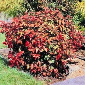 Heavenly Bamboo Nandina (3 Gallon) - Upright Evergreen with