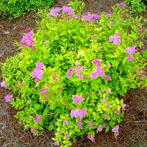 spirea bumalda ‘Gold Mound’ GOLD MOUND SPIREA Needham'sNursery