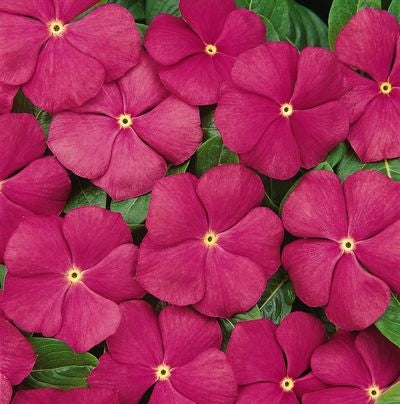 Vinca Pacifica Deep Orchid (6-06 Pack) - Heat-Loving Annual