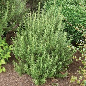 rosemary succulent Rosemary Prostratus (4" Pot) - Trailing Cascading Herb