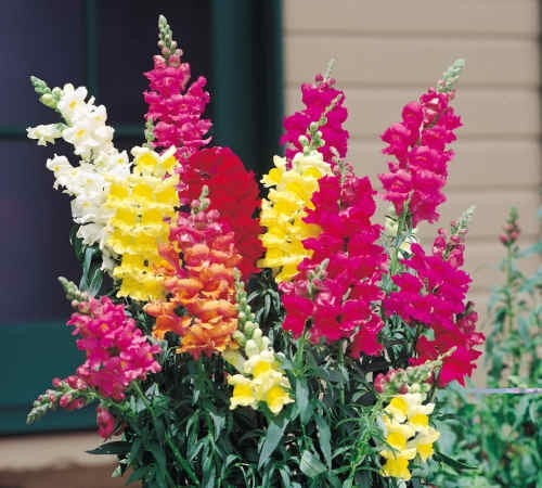 snapdragon flower from seed Snapdragon Rocket Mix (6-06 Pack) - Tall Cutting Snapdragons