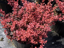 Load image into Gallery viewer, berberis thunbergii ‘rosy glow’ ROSY GLOW BARBERRY
