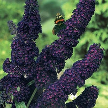 Load image into Gallery viewer, buddleja davidii 'black knight' BLACK KNIGHT BUTTERFLY BUSH