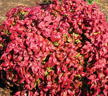 Load image into Gallery viewer, nandina domestica &#39;firepower&#39; FIREPOWER DWARF NANDINA